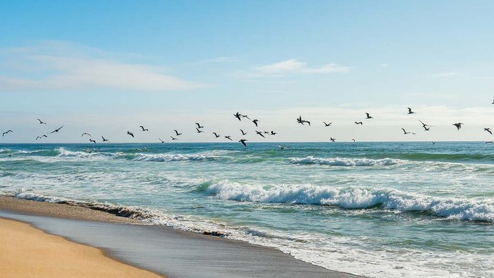 Seagulls fly over a sandy beach